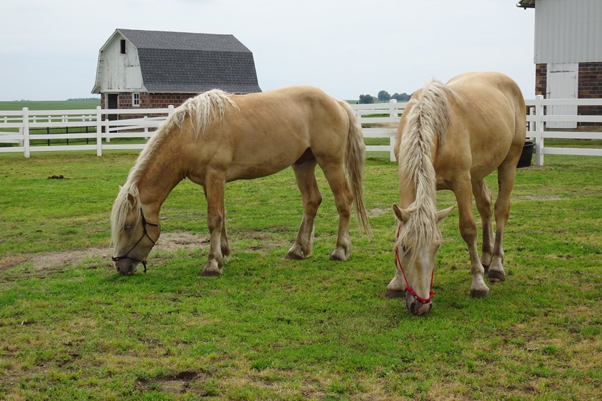 American Cream Draft horse Iowa Barns